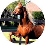 Caballo Silla Americano