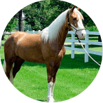 Caballo Tennessee Walking