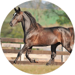 Caballo Trotador Americano