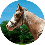 Caballo Virginia Highlander
