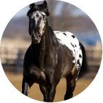 Caballo Walkaloosa