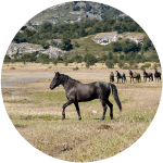 Raza de Caballo Argentino Bagual