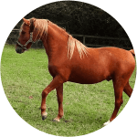 Raza de Caballo Argentino Bergmann Poni