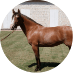 Raza de Caballo Criollo Argentino