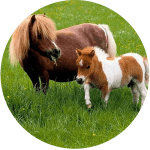 Raza de Caballo Argentino Falabella