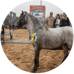 Raza de Caballo Petiso Argentino