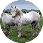 Raza de Caballo Tiro Argentino