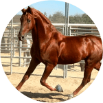 Raza de Caballo Sangre Pura Argentino