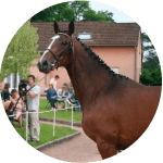 Raza de Caballos franceses AQPS