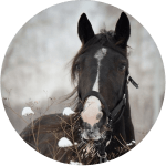 Razas de Caballos Franceses Augeron