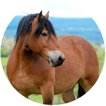 Razas de Caballos Franceses Auvergne