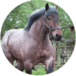 Razas de Caballos Franceses Auxois