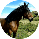 Razas de Caballos Franceses Castillonnais