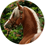 Razas de Caballos Franceses Cob Normado