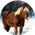 Razas de Caballos Franceses Comtois