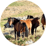 Razas de Caballos Franceses Corso