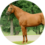 Razas de Caballos Franceses Frances de Silla
