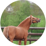 Razas de Caballos Franceses Landais