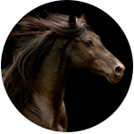 Razas de Caballos Franceses Megeve