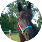 Razas de Caballos Franceses Merens