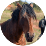 Razas de Caballos Franceses Miquelon