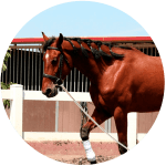 Razas de Caballos Franceses Trotón Francés