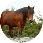 Raza de Caballos Franceses Vercors de Barraquand