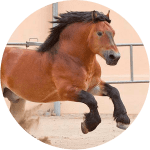 Shleswig de Tiro Aleman Raza de Caballos Alemanes