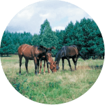 Senner Raza de Caballos Alemanes