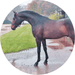 Westfaliano Raza de Caballos Alemanes