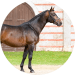 Wurttemberger Raza de Caballos Alemanes